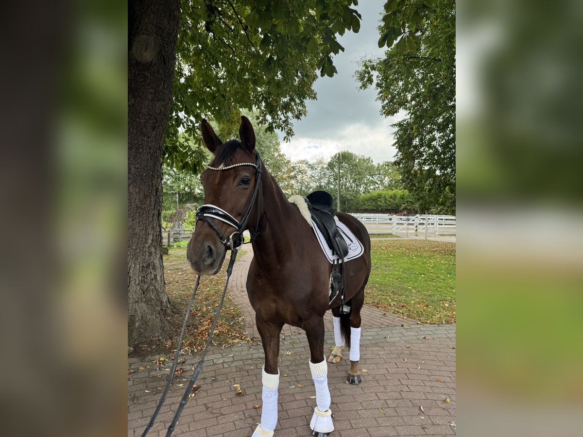 Oldenburger Stute 6 Jahre 168 cm Dunkelfuchs in Ostbevern