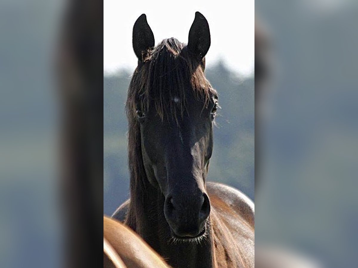 Oldenburger Stute 6 Jahre 169 cm Rappe in Vechta
