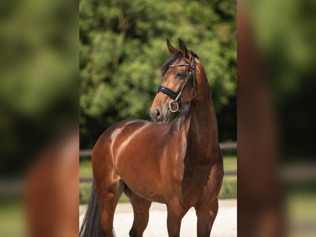 Oldenburger Stute 6 Jahre 170 cm Brauner in K&#xFC;mmersbruck