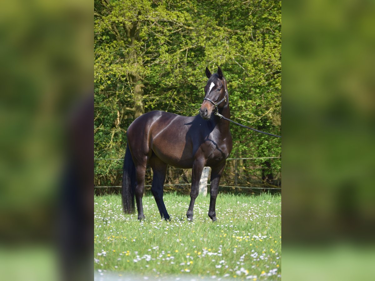 Oldenburger Stute 6 Jahre 170 cm Dunkelbrauner in Butjadingen