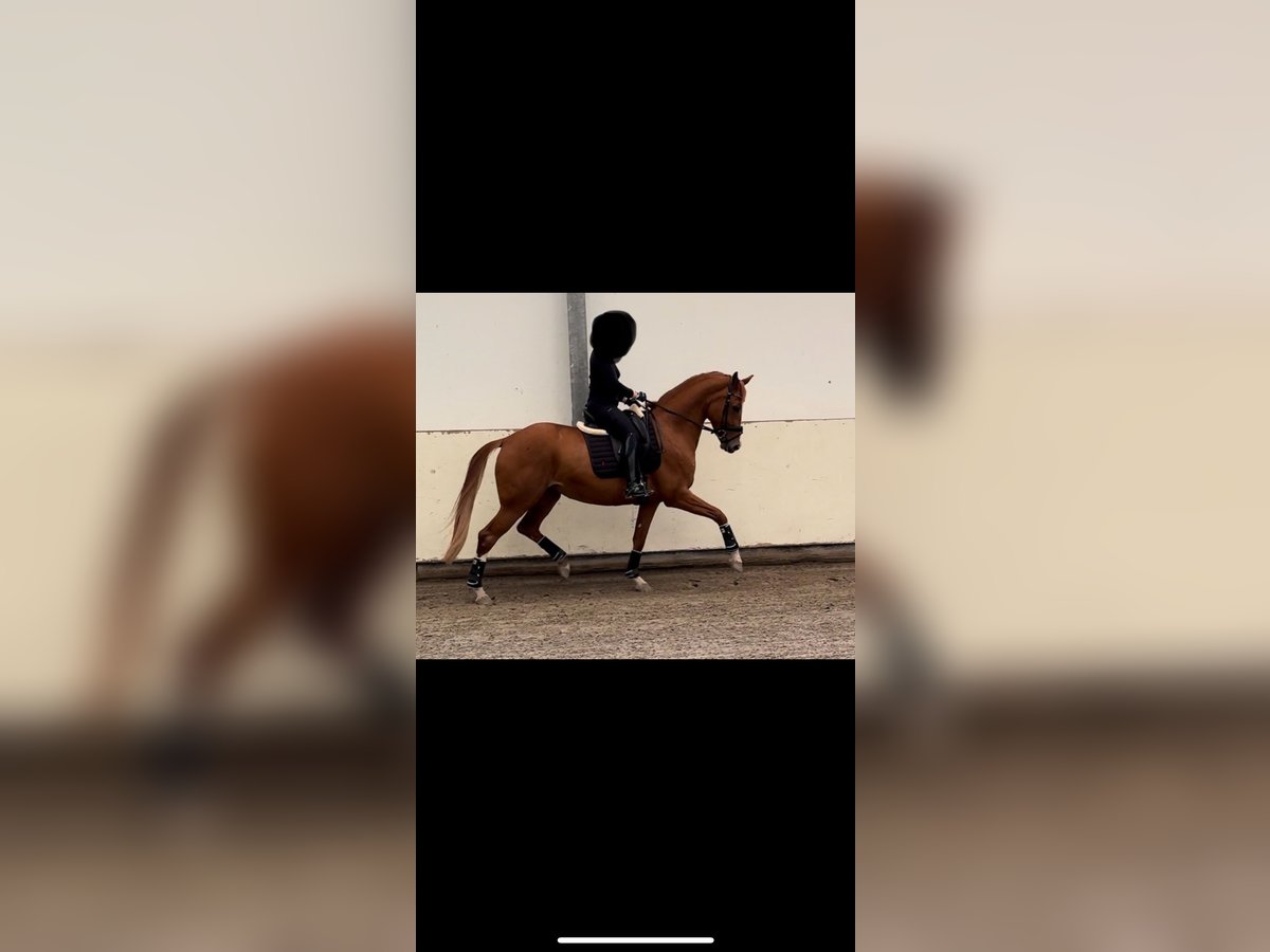 Oldenburger Stute 6 Jahre 171 cm Fuchs in Purmerend