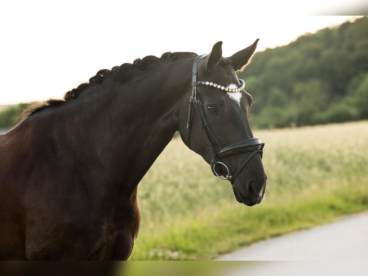 Oldenburger Stute 6 Jahre 171 cm Schwarzbrauner in Velbert