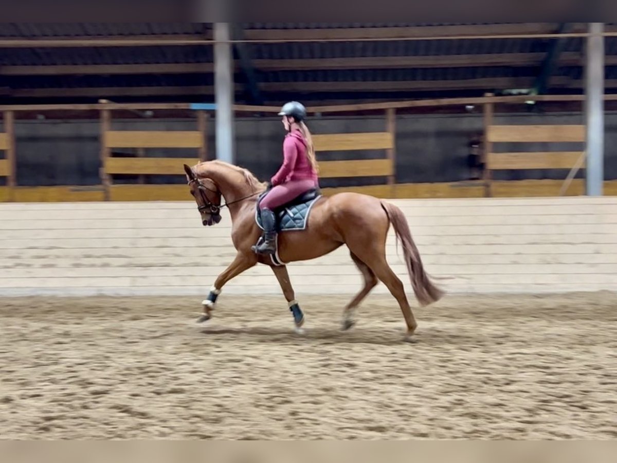 Oldenburger Stute 6 Jahre 172 cm Fuchs in Pelmberg