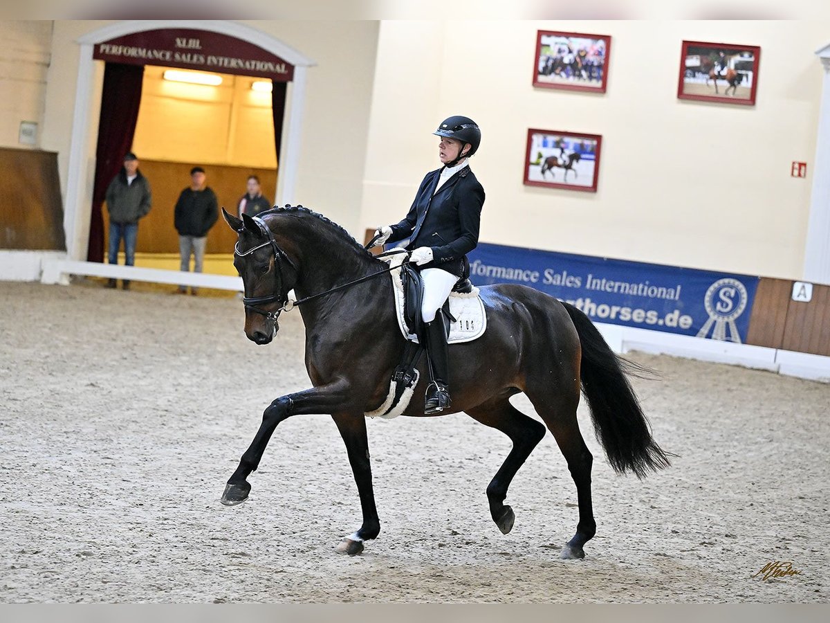 Oldenburger Stute 6 Jahre 173 cm Brauner in Merzen