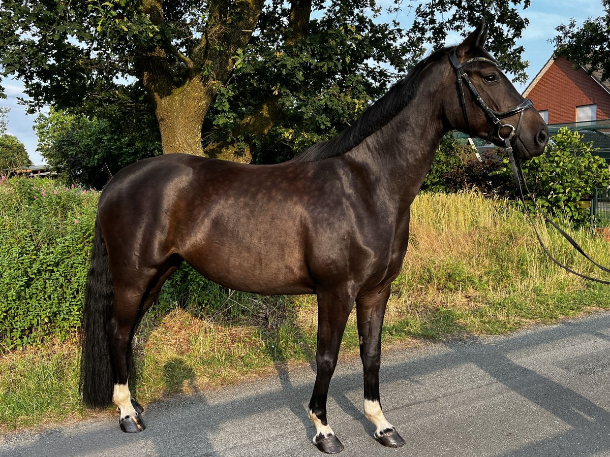 Oldenburger Stute 7 Jahre 166 cm Schwarzbrauner in Lengerich