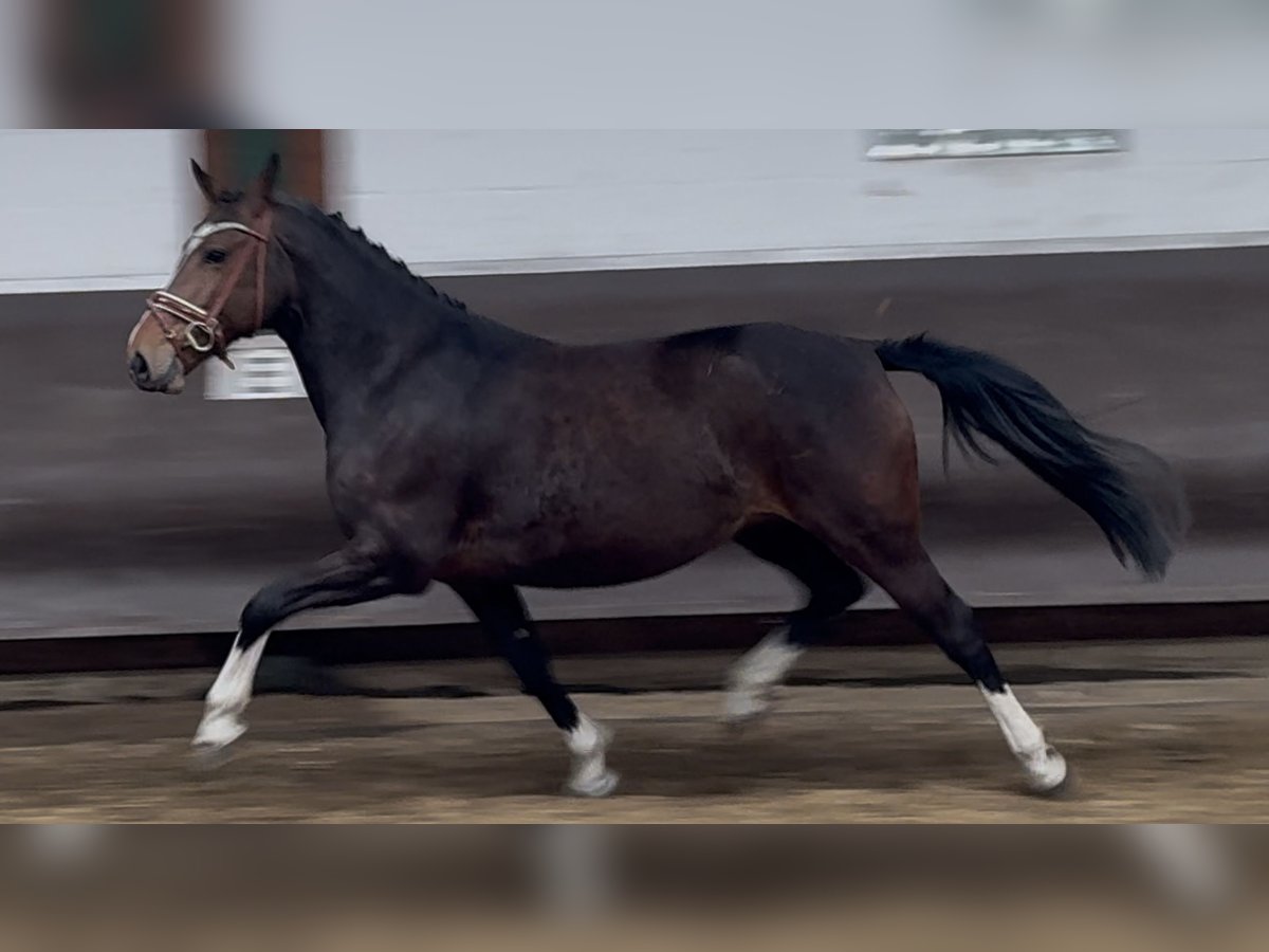 Oldenburger Stute 7 Jahre 166 cm Schwarzbrauner in Bramsche
