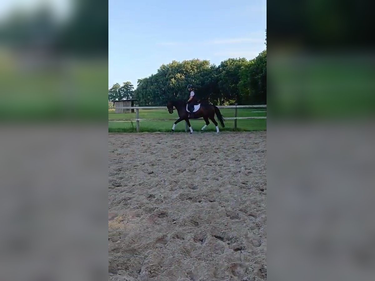Oldenburger Stute 7 Jahre 167 cm Brauner in Hude (Oldenburg)