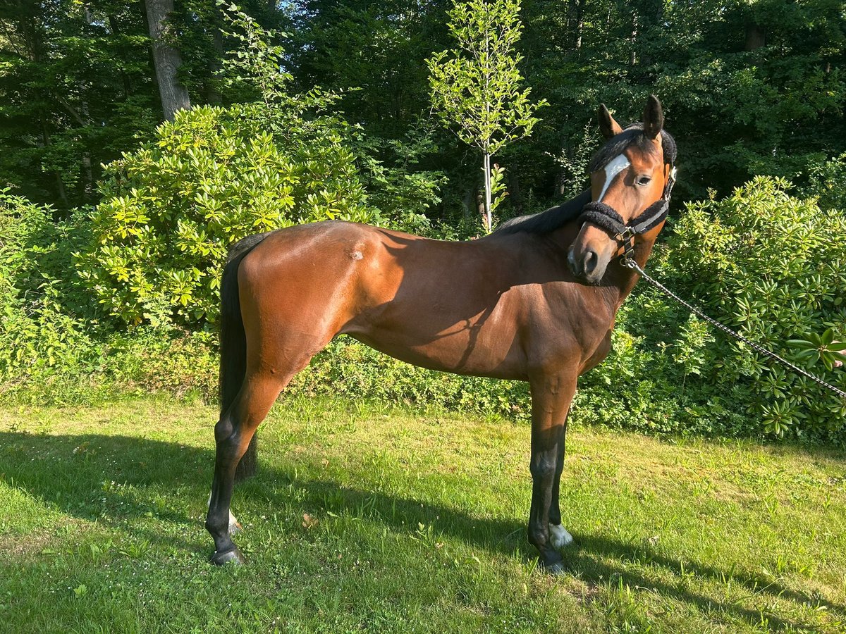 Oldenburger Stute 7 Jahre 168 cm Brauner in Darmstadt