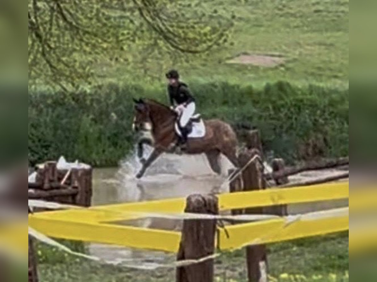 Oldenburger Stute 7 Jahre 168 cm Brauner in Schenklengsfeld