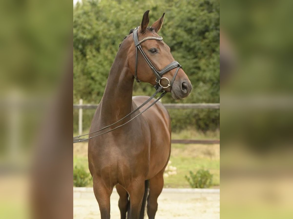 Oldenburger Stute 7 Jahre 168 cm Dunkelbrauner in Sassenberg