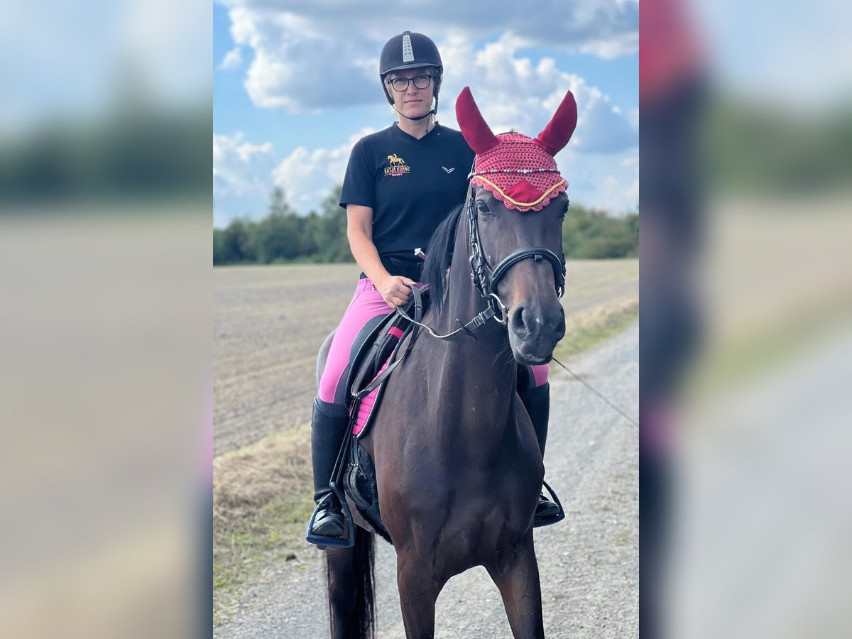 Oldenburger Stute 7 Jahre 168 cm Dunkelbrauner in Gro&#xDF;p&#xF6;sna