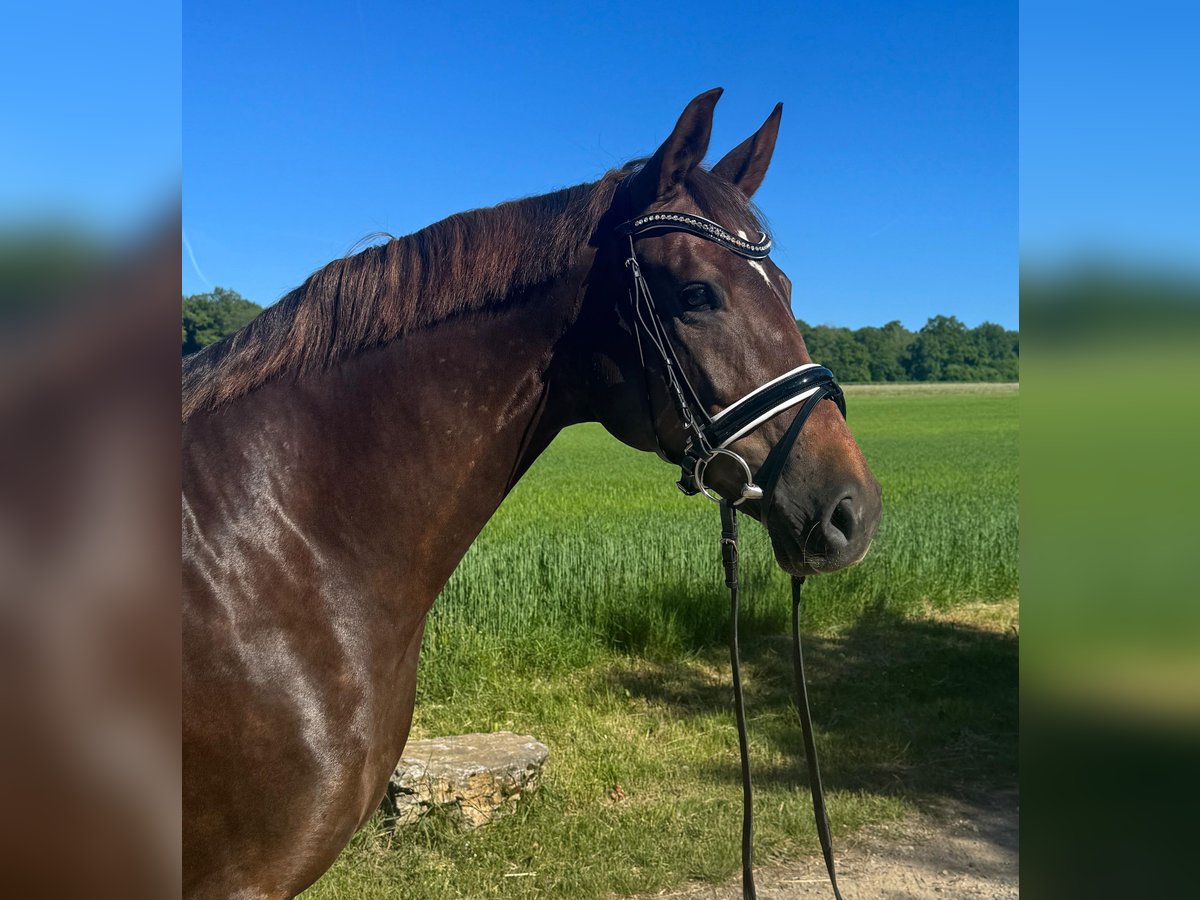 Oldenburger Stute 7 Jahre 168 cm Dunkelfuchs in Röttingen