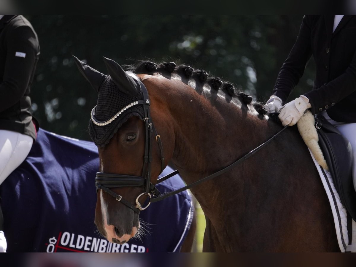 Oldenburger Stute 7 Jahre 169 cm Dunkelbrauner in Gehrde