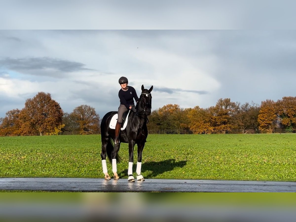 Oldenburger Stute 7 Jahre 169 cm Rappe in Schwanewede