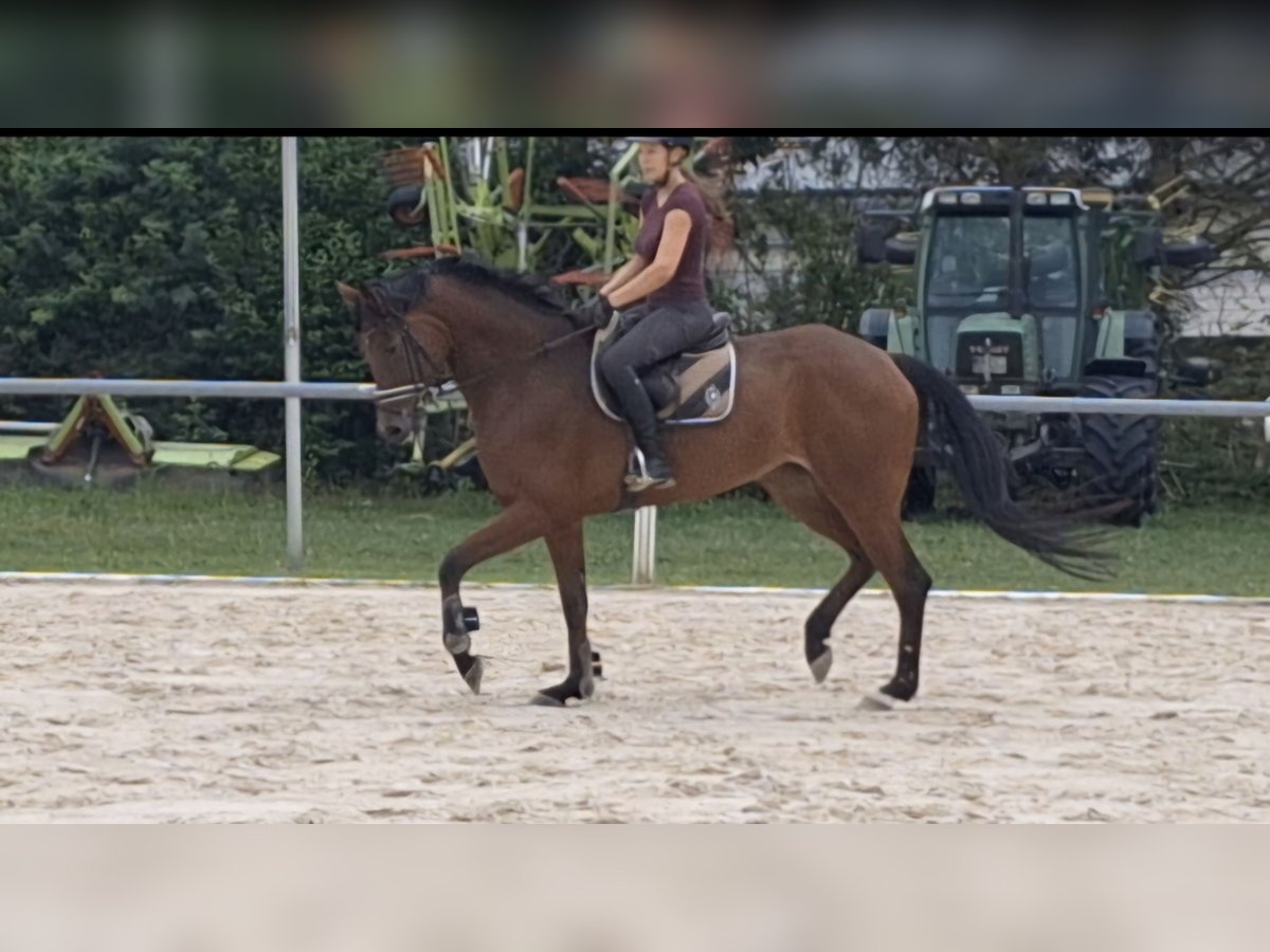 Oldenburger Stute 7 Jahre 170 cm Brauner in Sch&#xF6;mberg