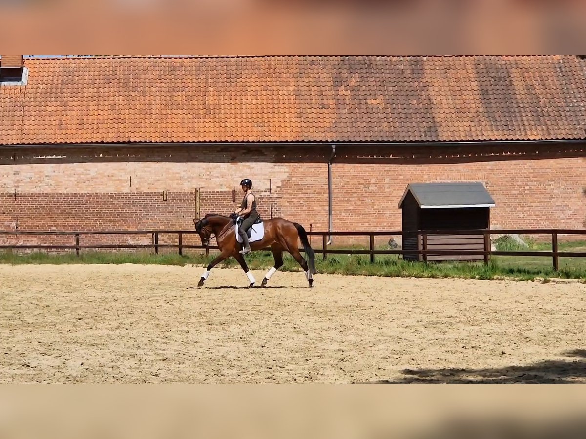 Oldenburger Stute 7 Jahre 170 cm Brauner in Walsrode