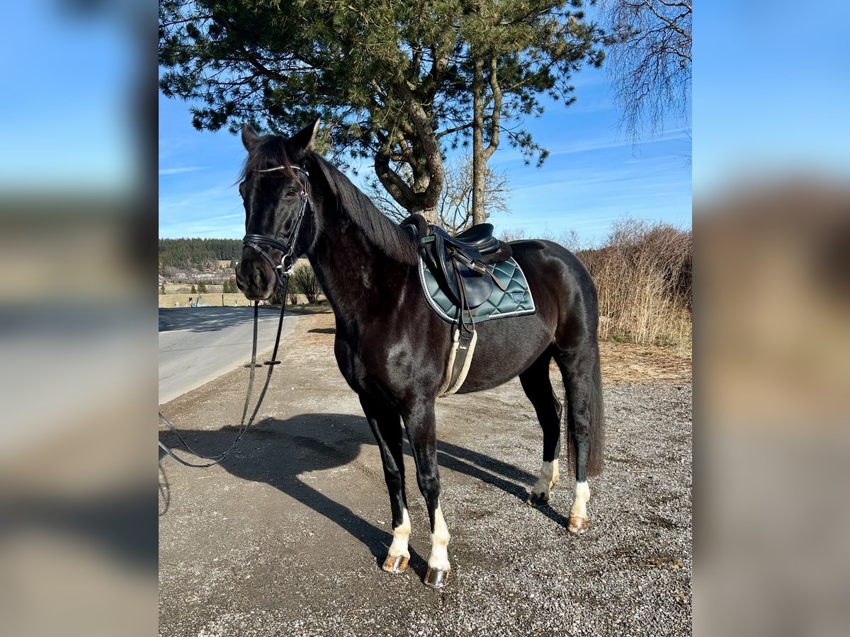 Oldenburger Stute 7 Jahre 170 cm Rappe in Pelmberg