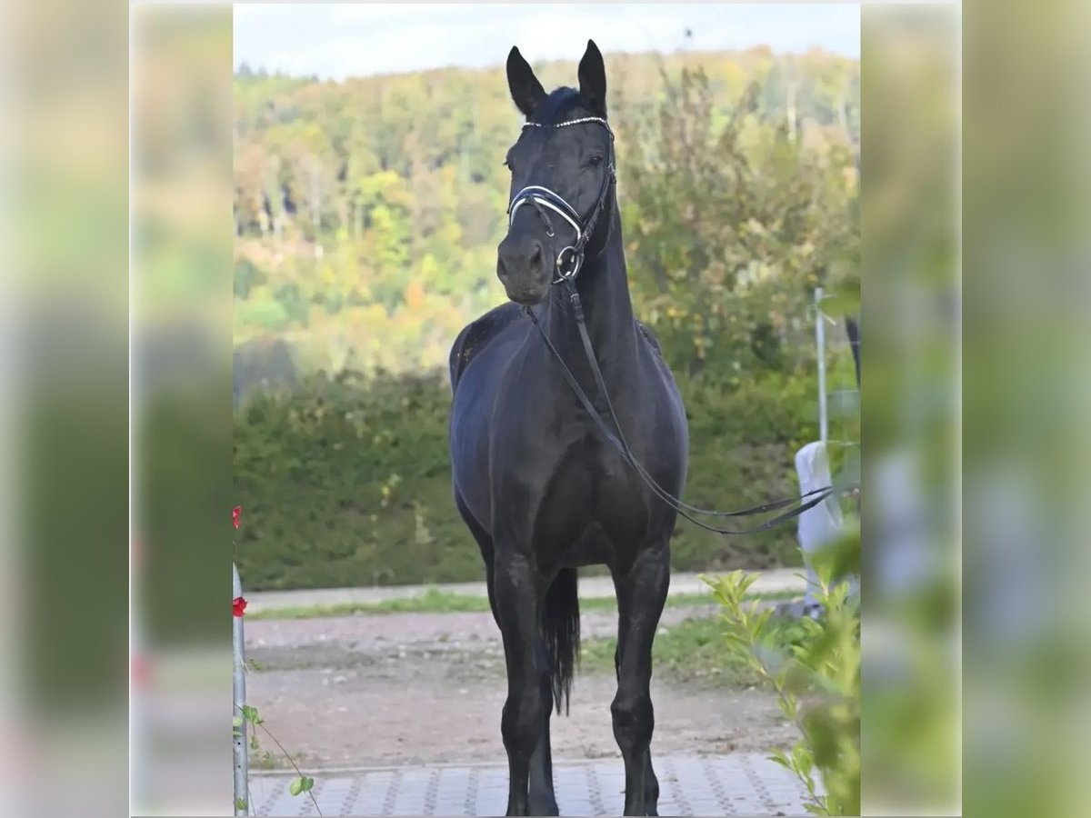 Oldenburger Stute 7 Jahre 173 cm Rappe in Schopfheim