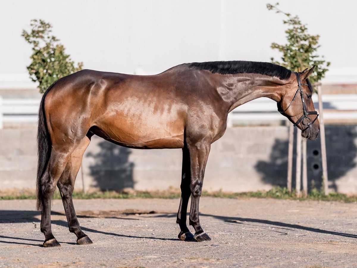 Oldenburger Stute 7 Jahre 176 cm Brauner in Zeltweg