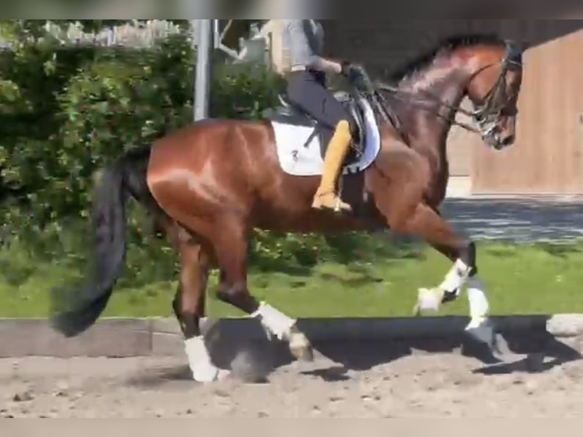 Oldenburger Stute 7 Jahre 178 cm Brauner in Kronberg im Taunus