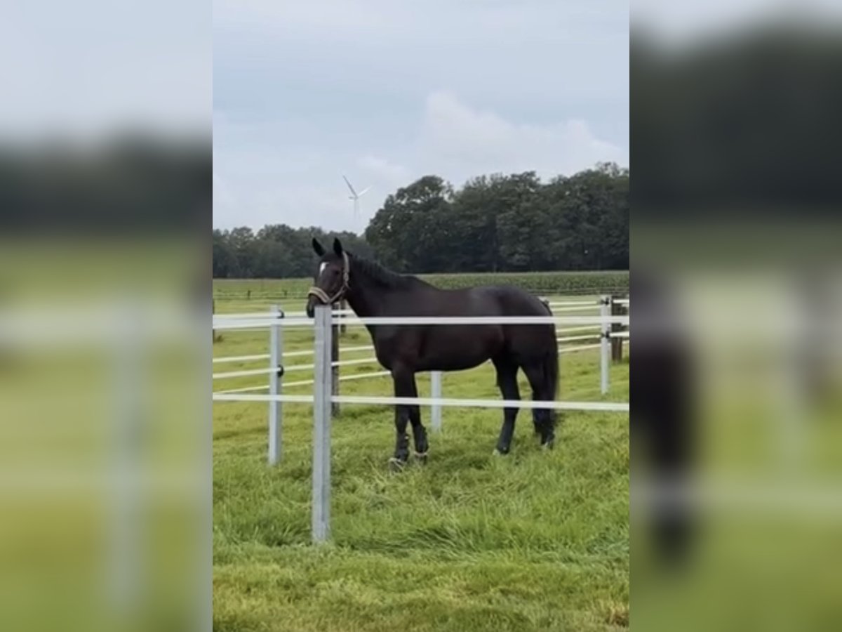 Oldenburger Stute 7 Jahre 180 cm Schwarzbrauner in Mettingen