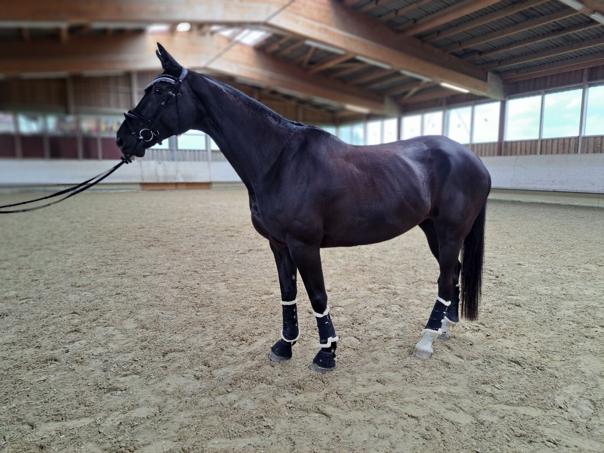 Oldenburger Stute 8 Jahre 165 cm Schwarzbrauner in Hohentengen