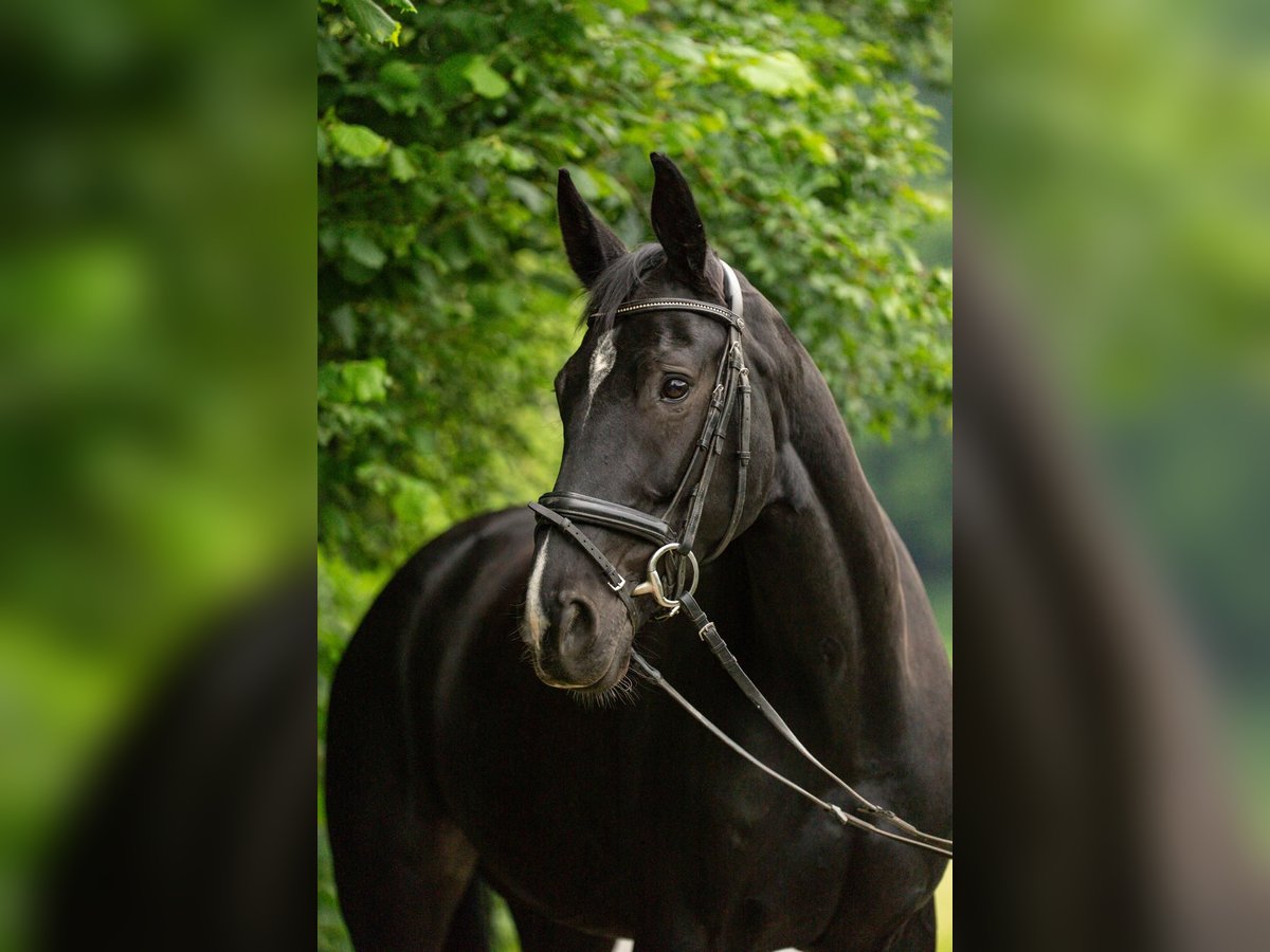 Oldenburger Stute 8 Jahre 166 cm Schwarzbrauner in Villmar