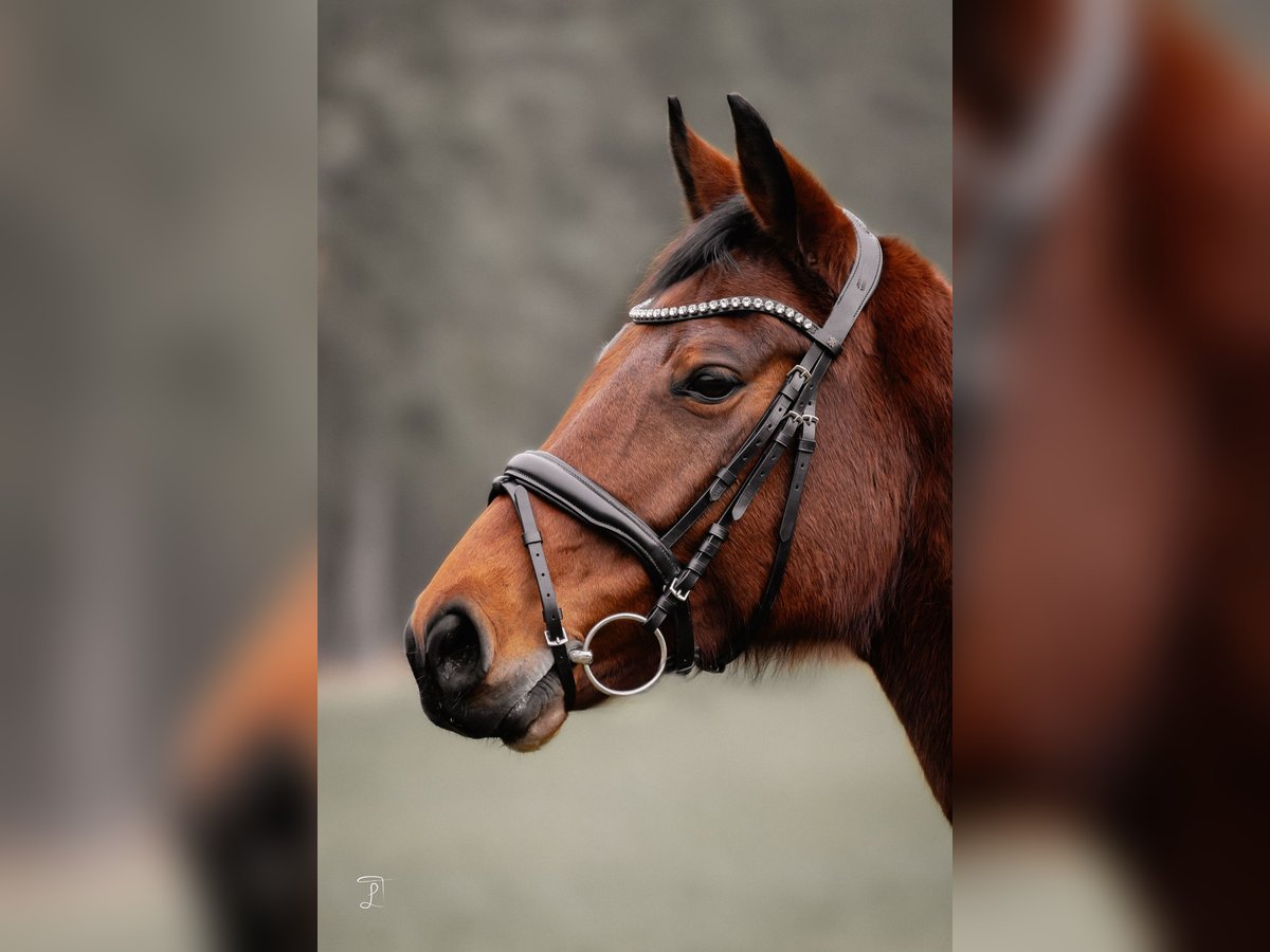 Oldenburger Stute 8 Jahre 168 cm Brauner in Freystadt