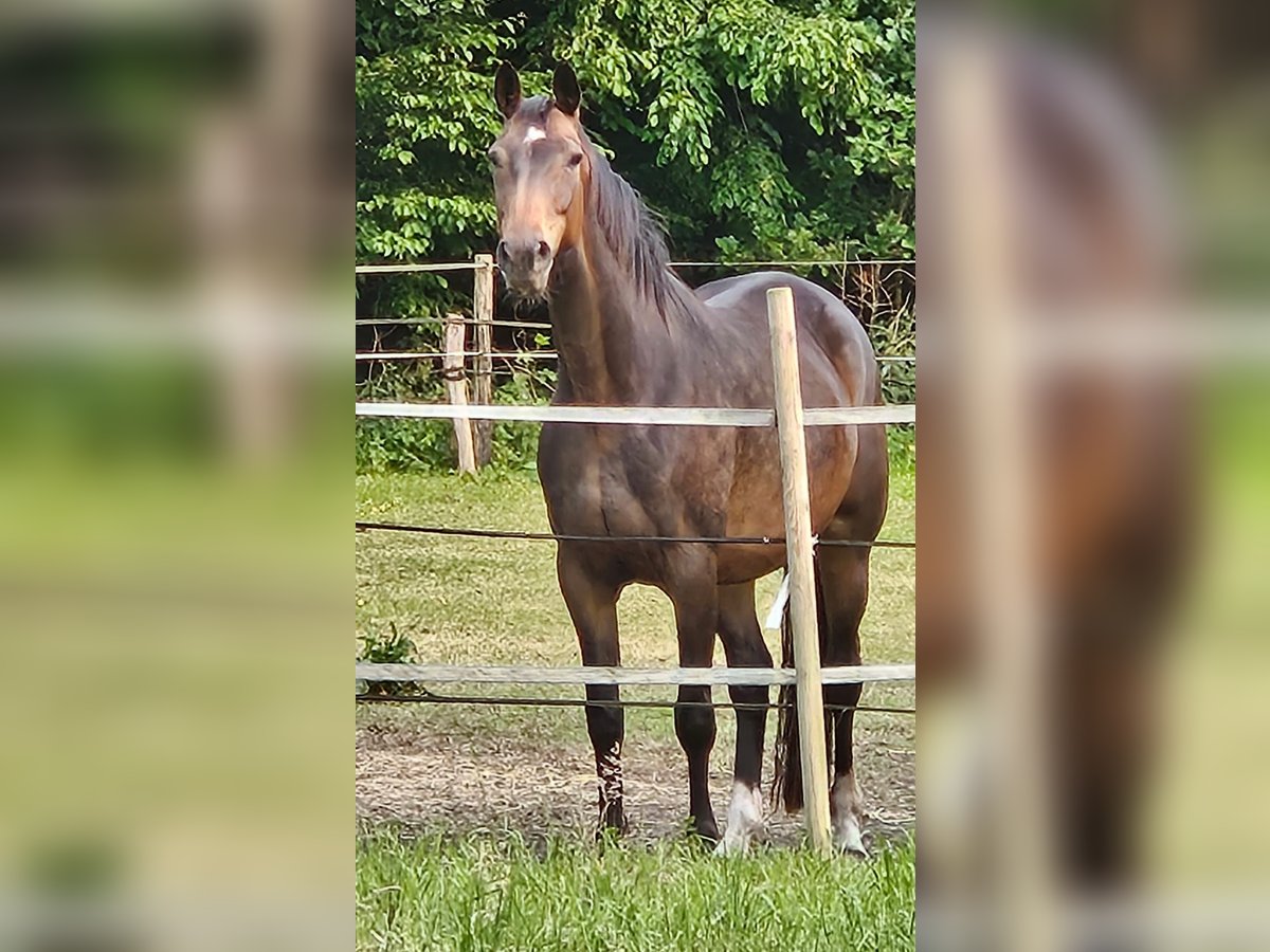 Oldenburger Stute 8 Jahre 168 cm Dunkelbrauner in Bad Zwischenahn