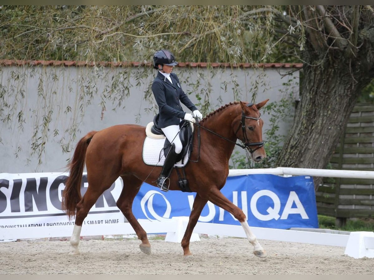 Oldenburger Stute 8 Jahre 172 cm Fuchs in Unterpetersdorf