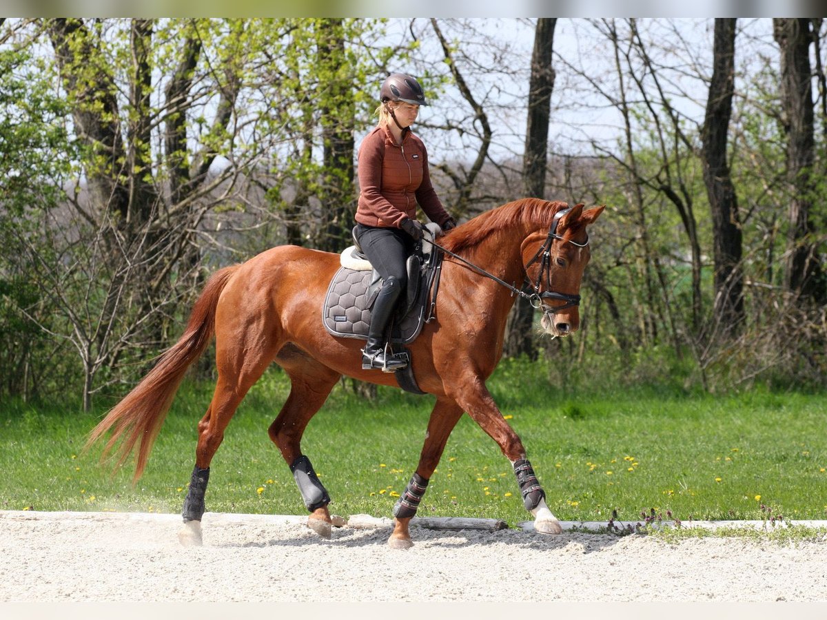 Oldenburger Stute 8 Jahre 172 cm Fuchs in Unterpetersdorf