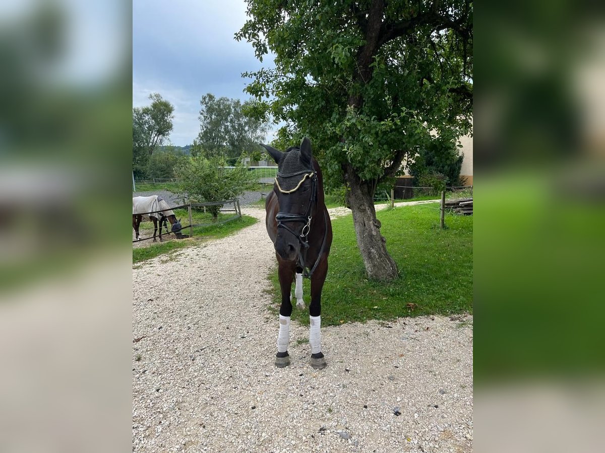 Oldenburger Stute 8 Jahre 172 cm Rappe in Munderkingen