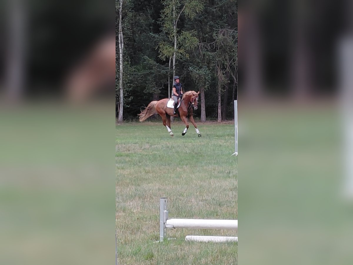Oldenburger Stute 8 Jahre 175 cm Fuchs in Neustadt am R&#xFC;benberge