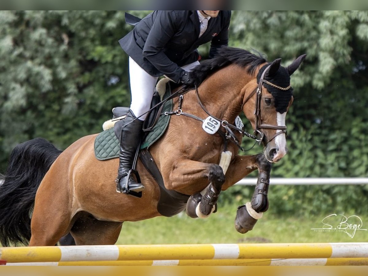 Oldenburger Stute 9 Jahre 160 cm Brauner in Ribnitz-Damgarten