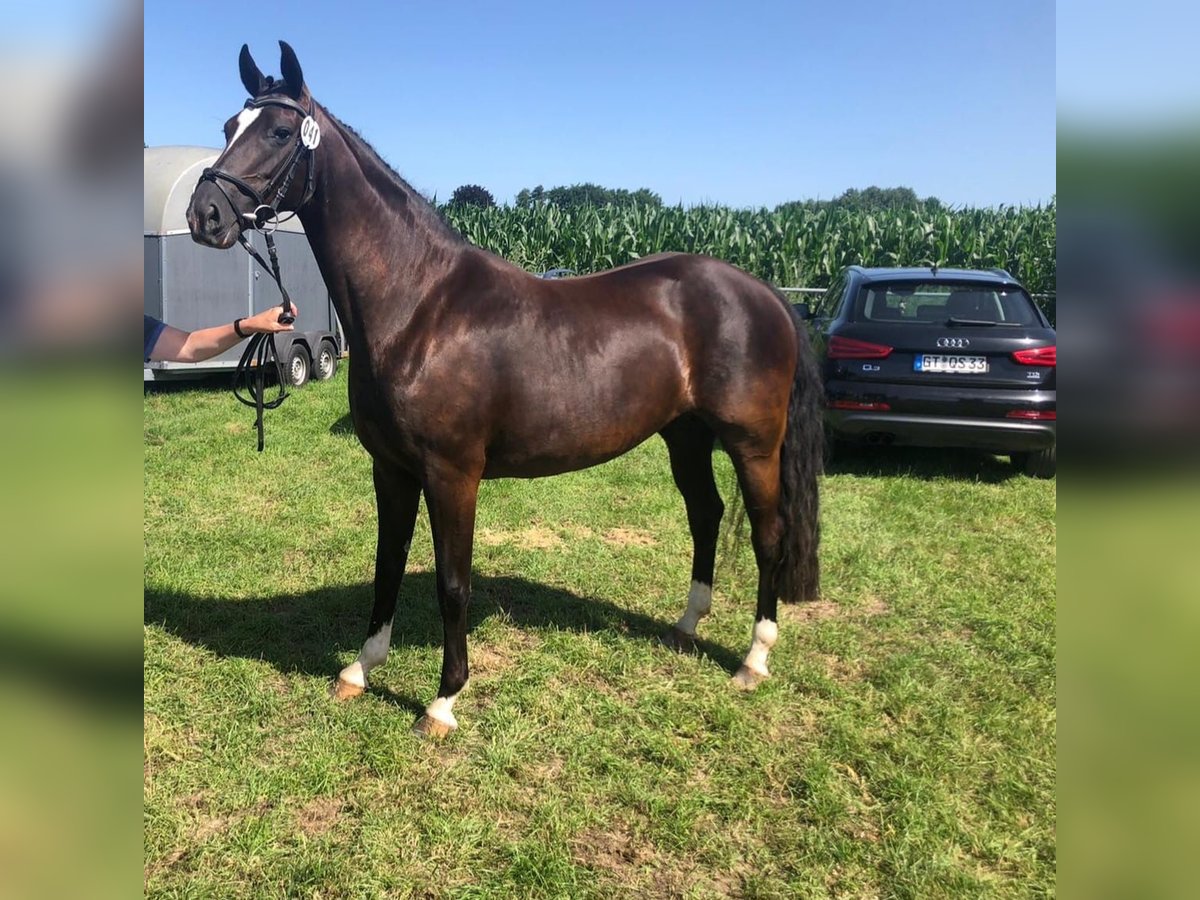 Oldenburger Stute 9 Jahre 162 cm Rappe in Elsfleth