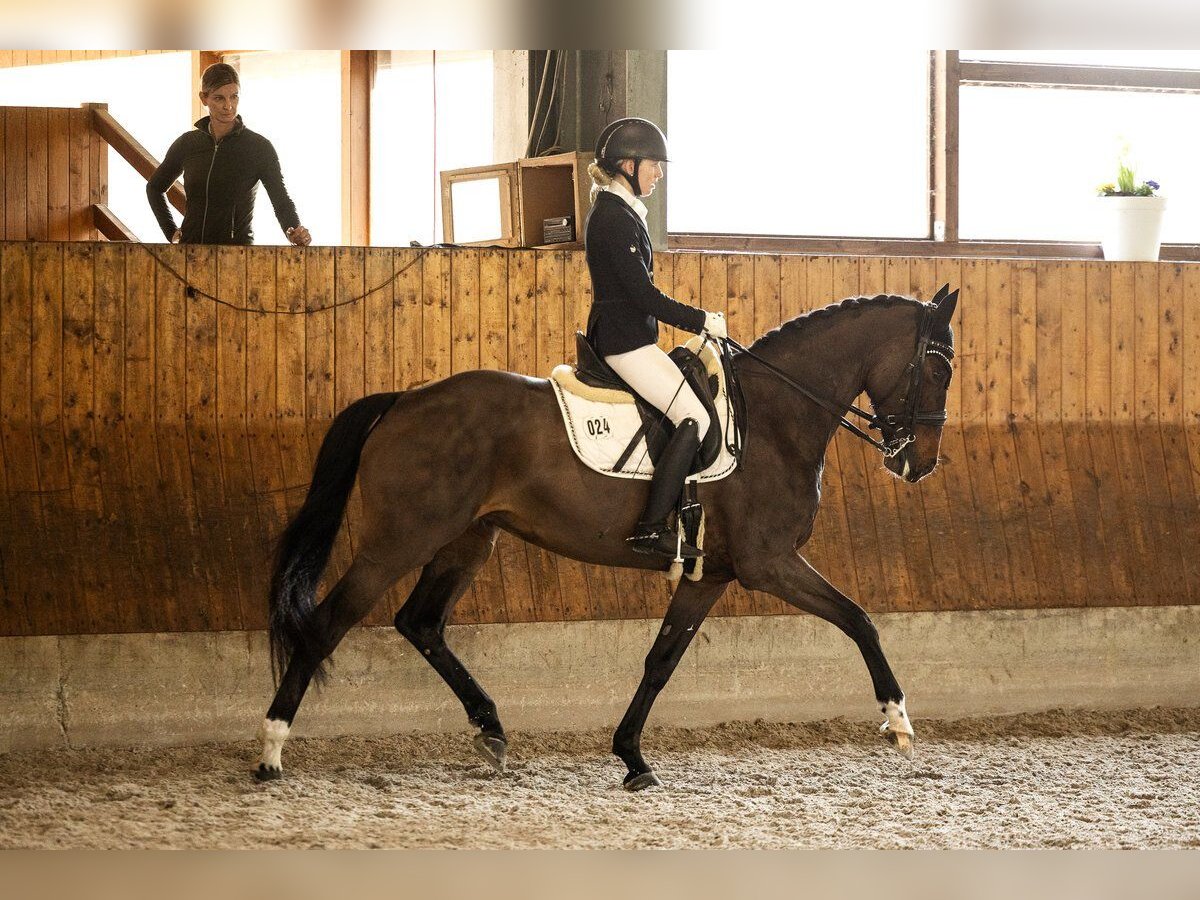 Oldenburger Stute 9 Jahre 165 cm Dunkelbrauner in Niederkassel