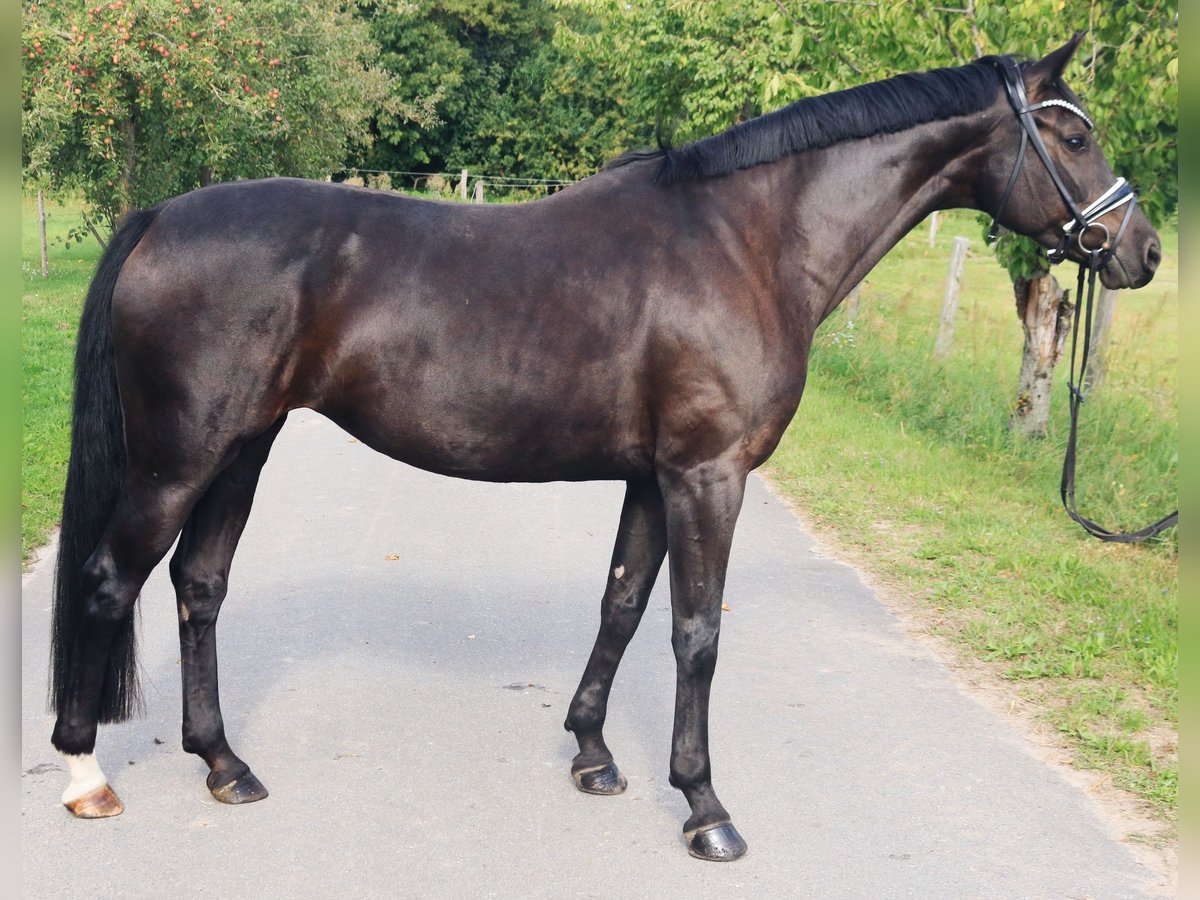Oldenburger Stute 9 Jahre 167 cm Rappe in Linthe