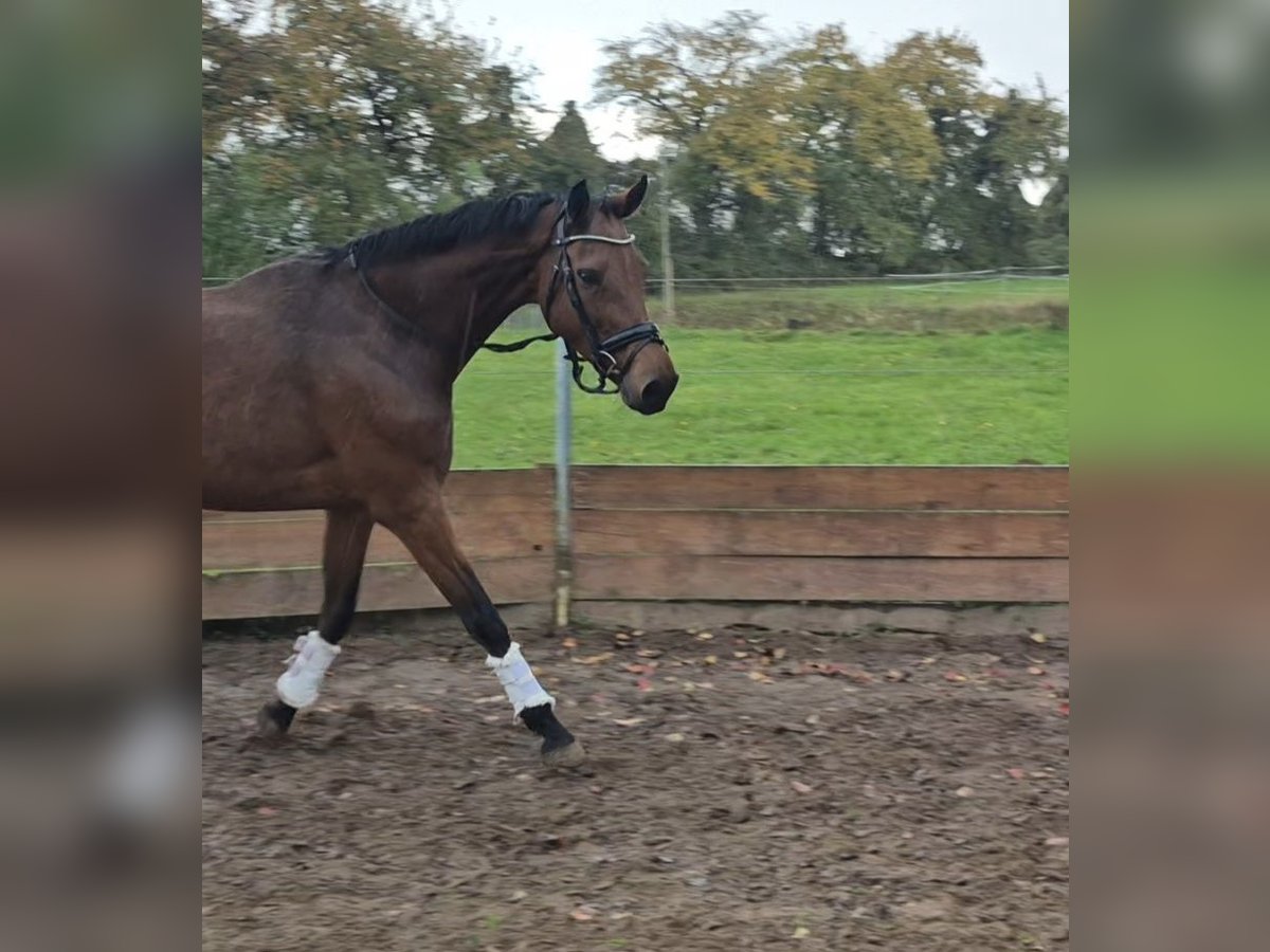 Oldenburger Stute 9 Jahre 172 cm Brauner in Bruchsal Oldenburger Stute 9 Jahre 172 cm Brauner in Bruchsal