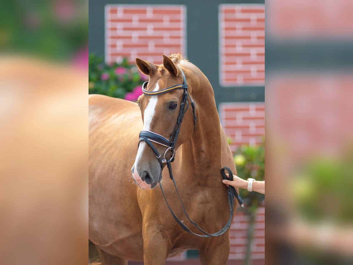Oldenburger Stute 9 Jahre 172 cm Fuchs in Cappeln (Oldenburg)