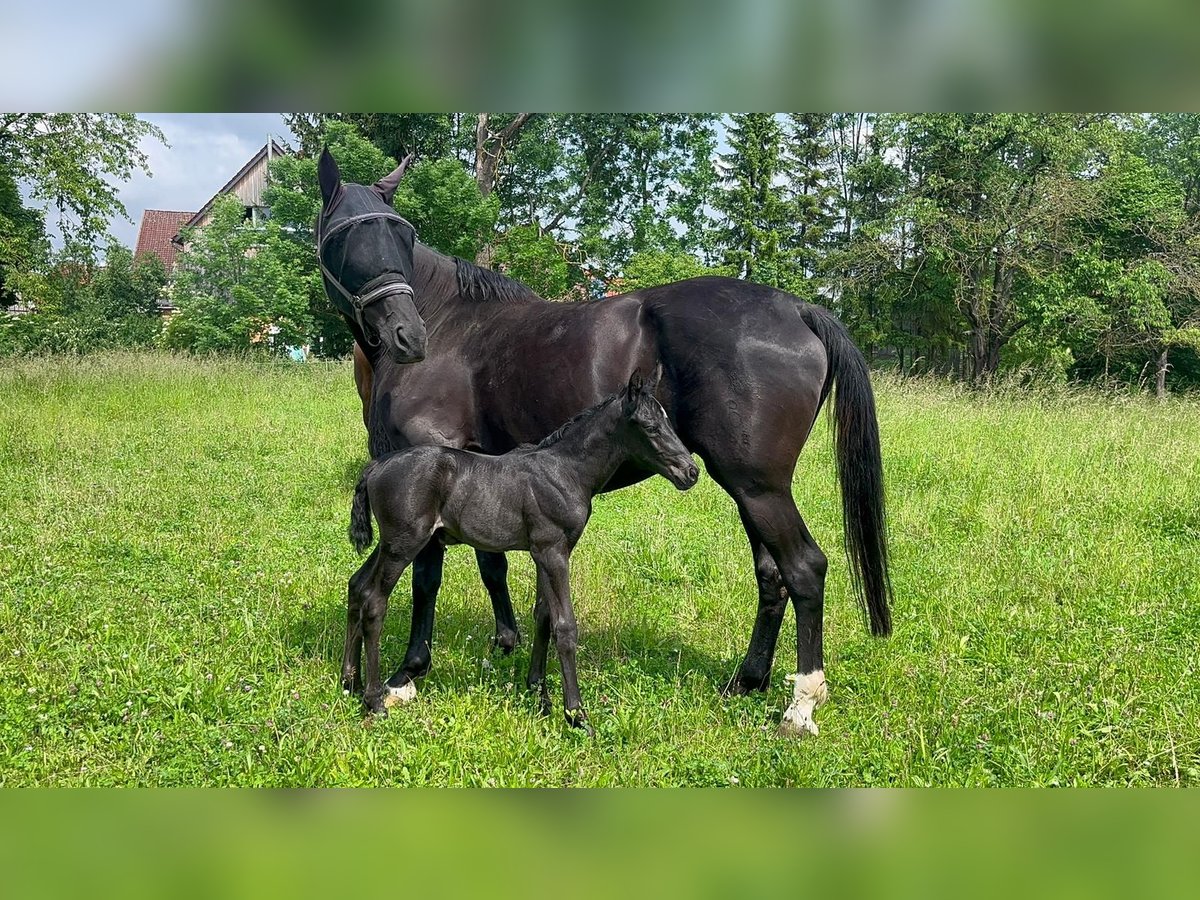 Oldenburger Stute 9 Jahre 172 cm Rappe in Hardegsen