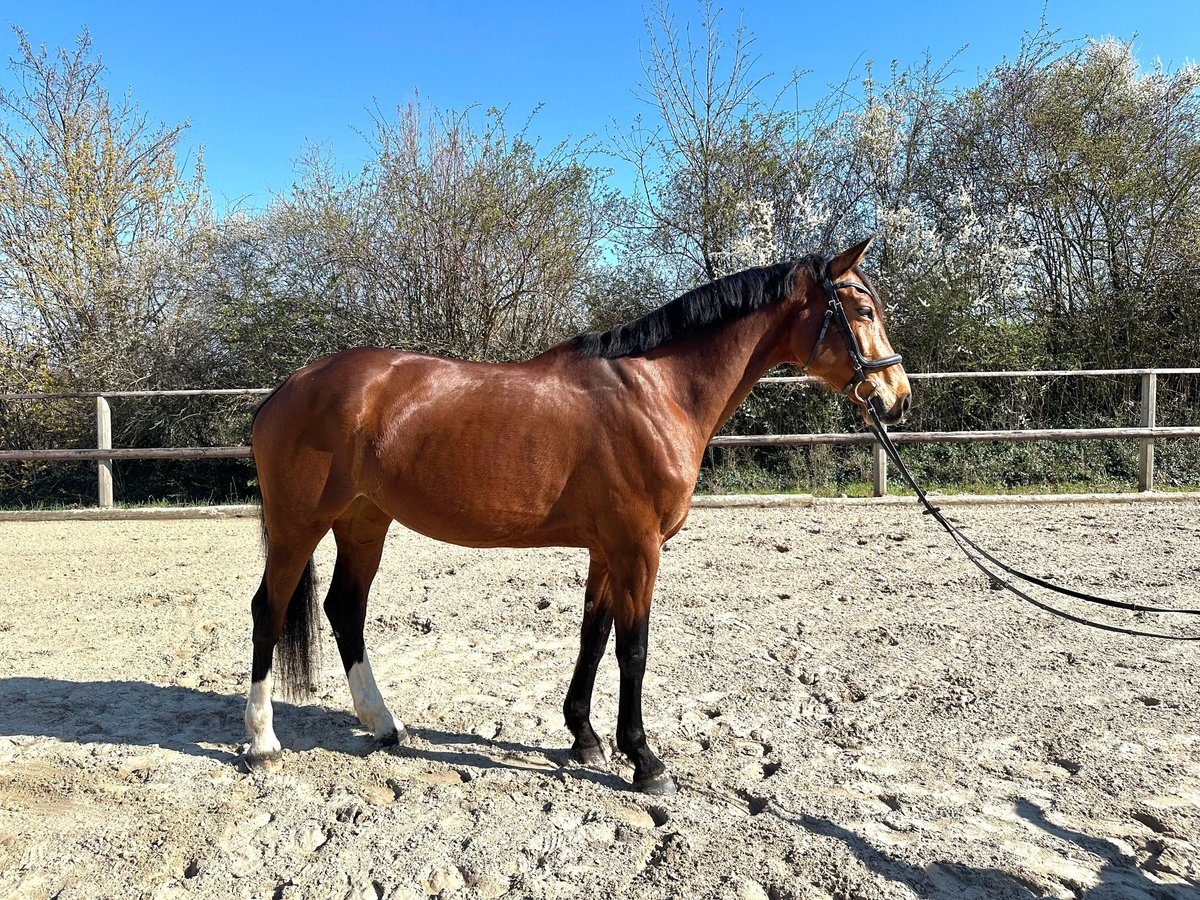 Oldenburger Stute 9 Jahre 175 cm Brauner in Diera-Zehren