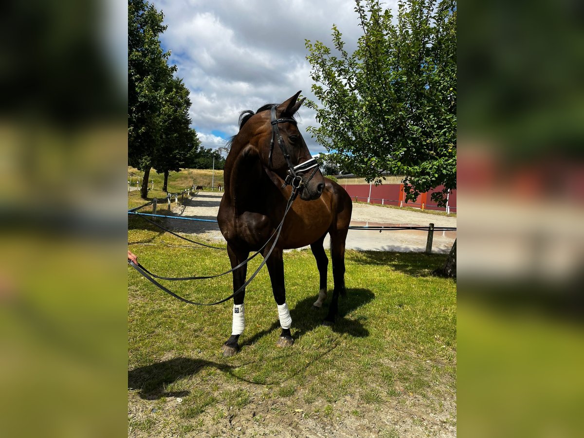Oldenburger Stute 9 Jahre Schwarzbrauner in Fuldabr&#xFC;ck