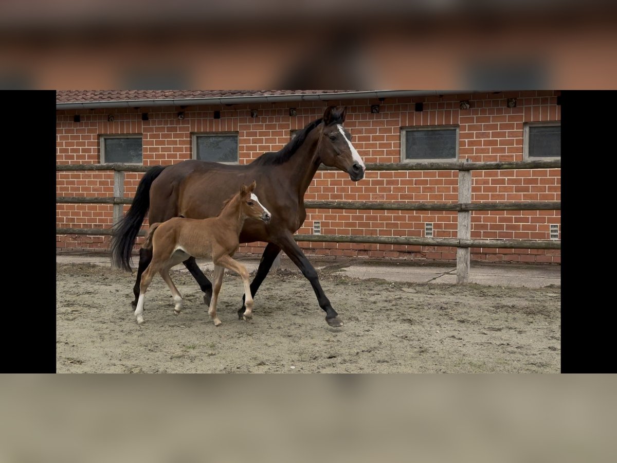 Oldenburger Stute  167 cm Fuchs in Twistringen