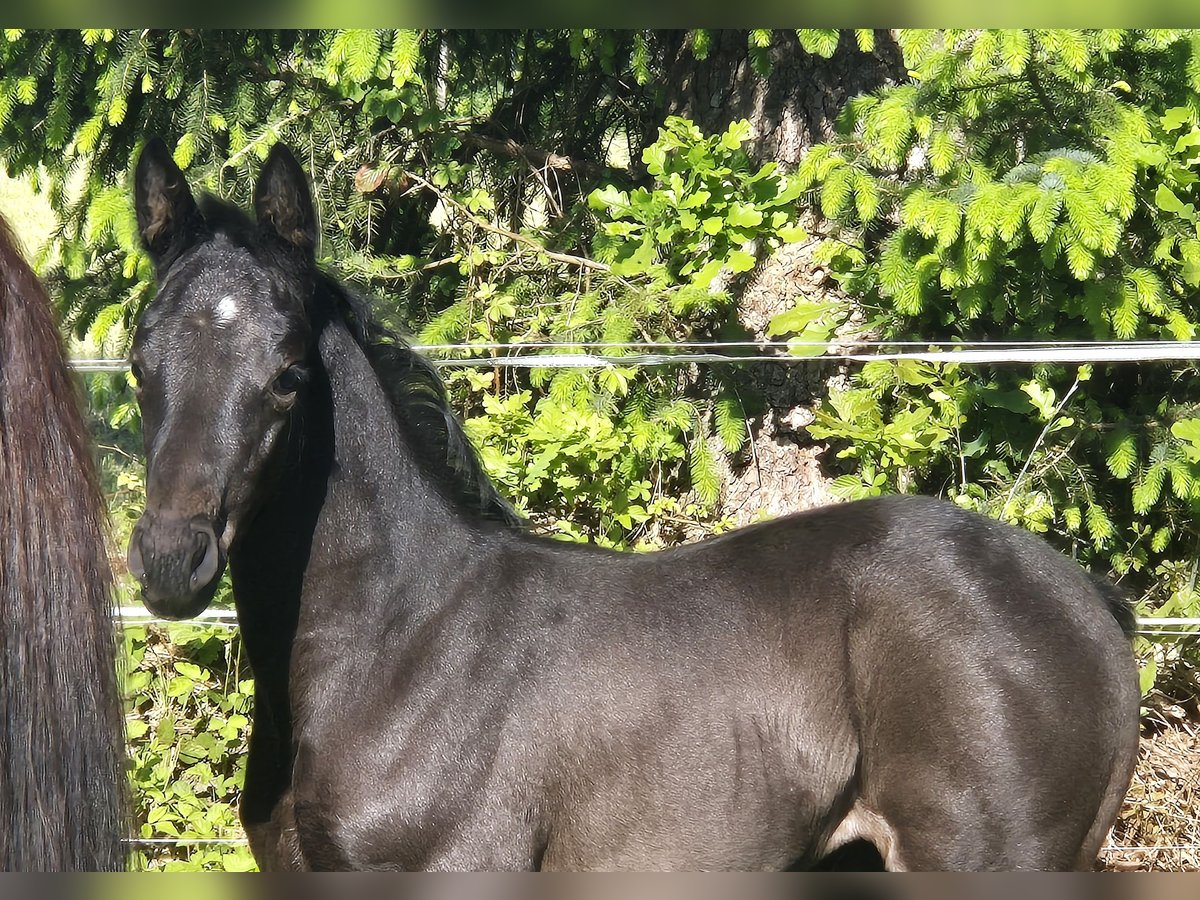 Oldenburger Stute  168 cm Dunkelbrauner in Westerstede