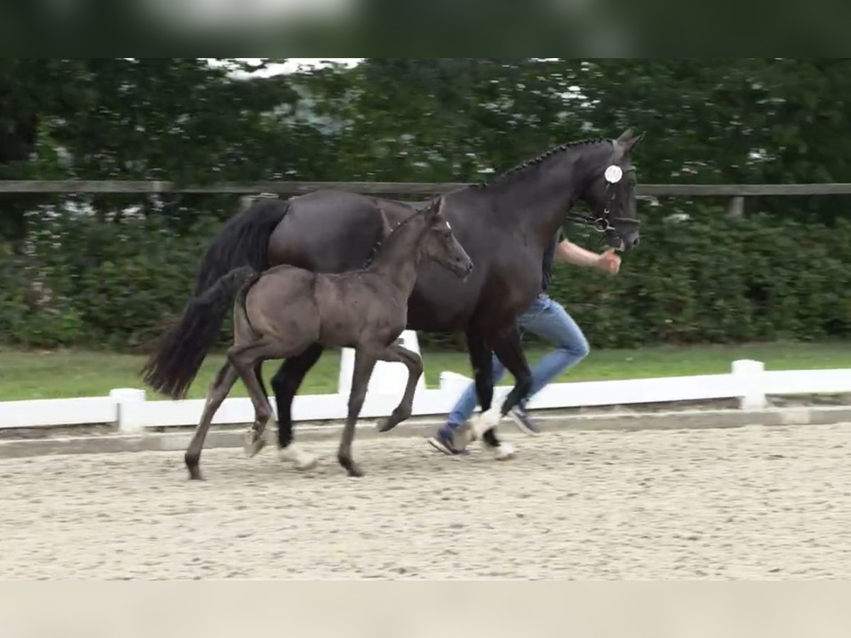 Oldenburger Stute  168 cm Rappe in Elsfleth