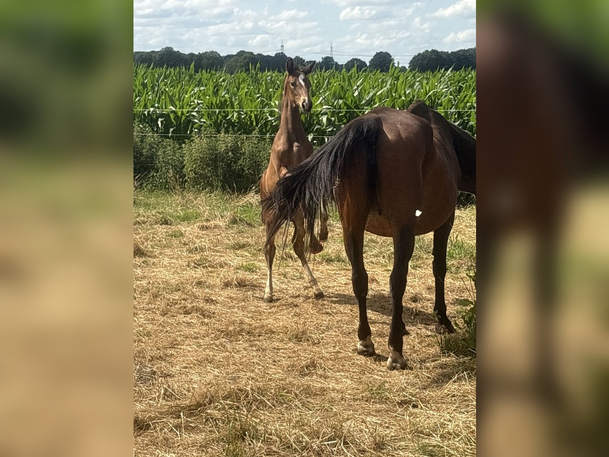 Oldenburger Stute  170 cm Brauner in brockum