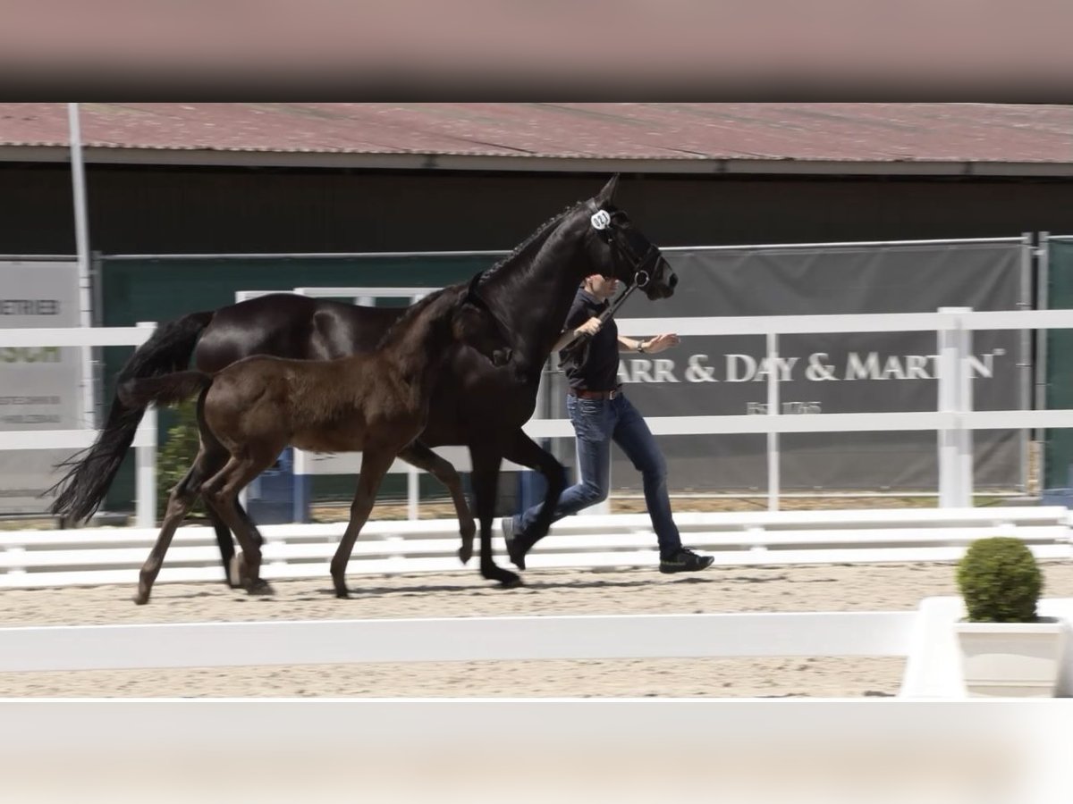 Oldenburger Stute  170 cm Schwarzbrauner in SaterlandSaterland