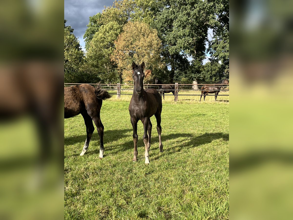 Oldenburger Stute Fohlen (05/2025) Rappe in Damme