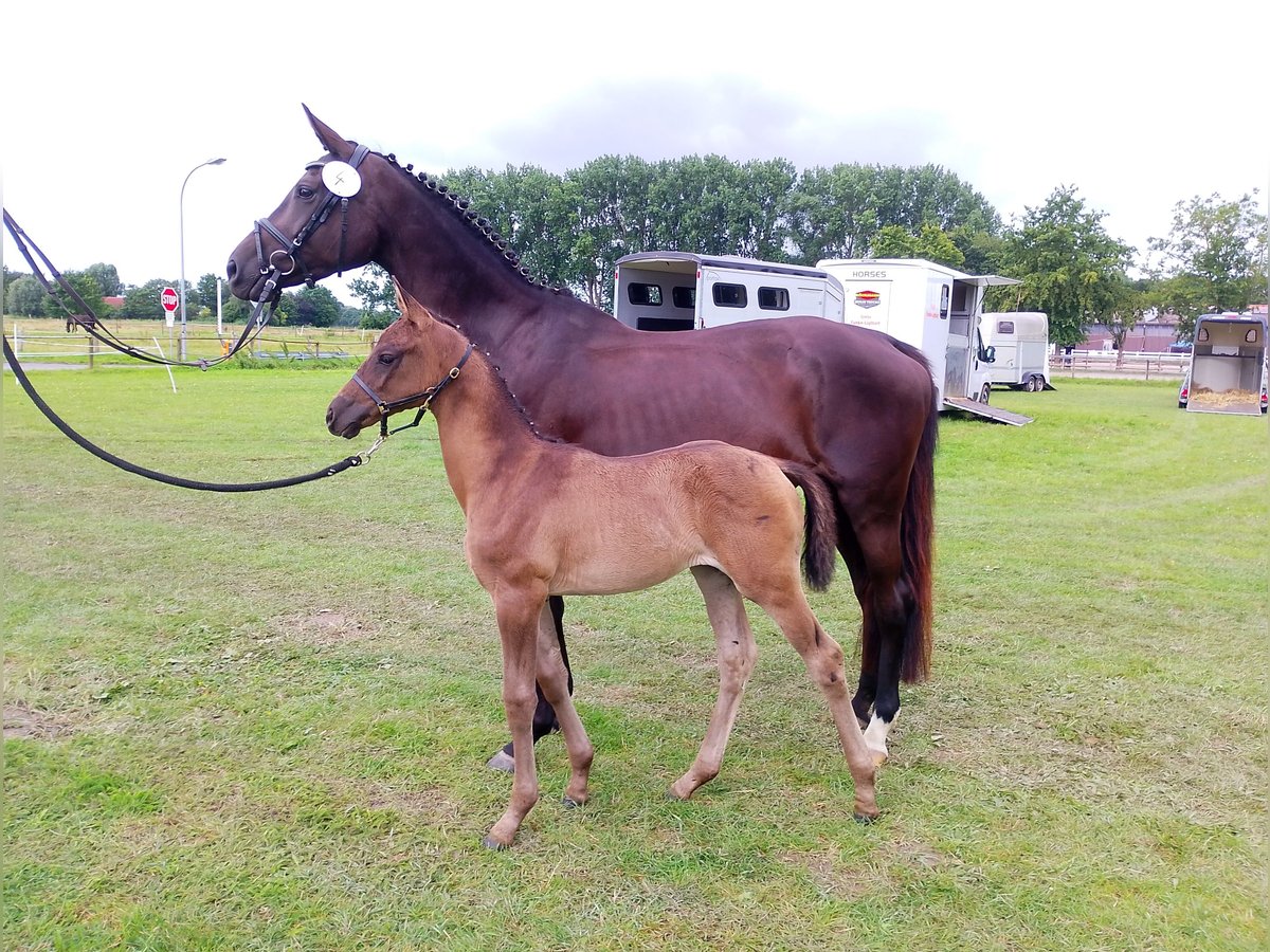 Oldenburger Stute Fohlen (06/2025) Rappe in Wittmund