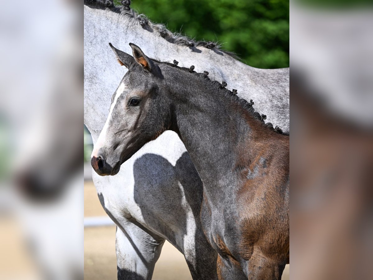 Oldenburger Stute Fohlen (04/2025) Schimmel in Lahntal